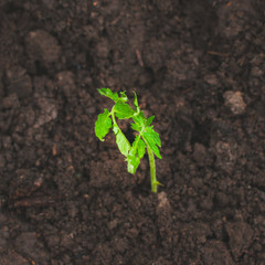 Close up of tomato seedling in humus ground.