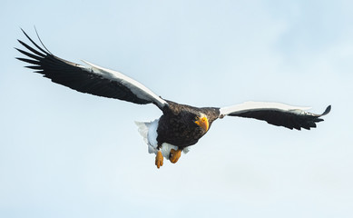 Obraz premium Adult Steller's sea eagle in flight. Scientific name: Haliaeetus pelagicus. Sky background.