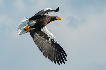 Adult Steller's sea eagle in flight. Scientific name: Haliaeetus pelagicus. Sky  background.