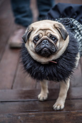 Obraz premium Pug in small black dress