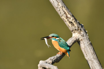 Fototapeta premium Mączka z zimorodka