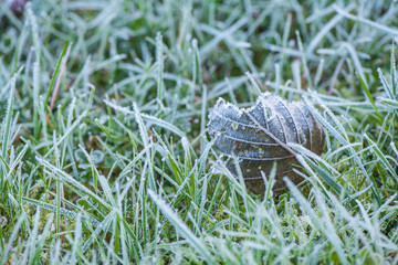 frozen autumn leaves