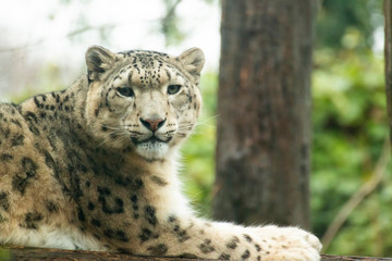 snow leopard or ounce (Panthera uncia) watching at camera