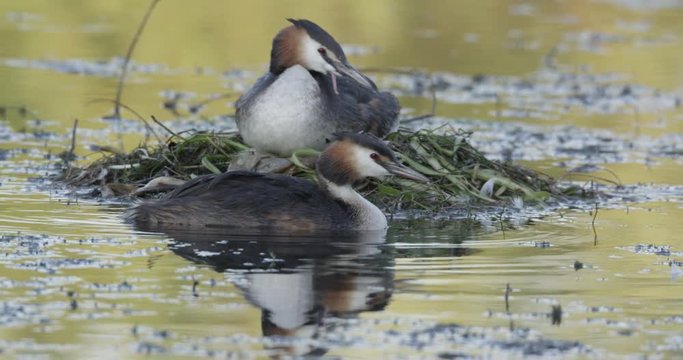 great chested grebe at nest