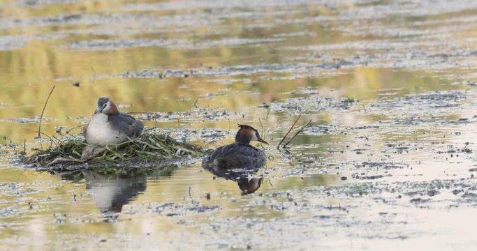 great chested grebe at nest