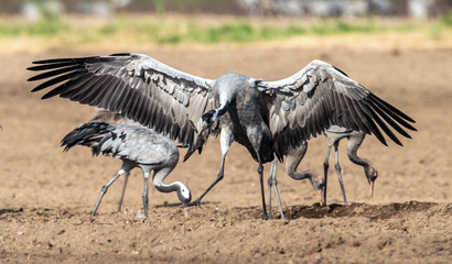 Dancing Cranes  in  arable field.  Common Crane, Scientific name: Grus grus, Grus communis.