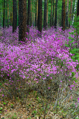 Obraz premium Ledum. The fabulous beauty of our spring forests and hills. The first spring flowers on the forest edge.