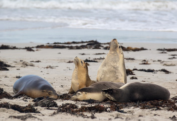 Australian sea lion, Neophoca cinerea, on the beach at Seal Bay, Kangaroo Island, South Australia, Australia.