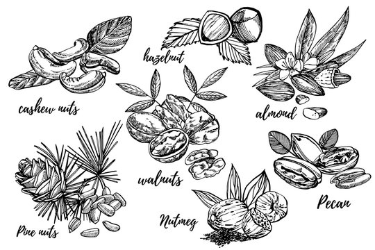 Almonds, Pecan, Cashew nuts, Hazelnut, Pine nuts, Walnuts and Nutmeg sketch illustrations. Graphic Hand drawn illustrations isolated on white background.