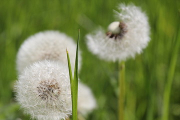 Taraxacum