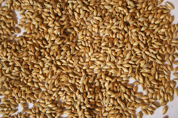 Malt seeds on white closeup