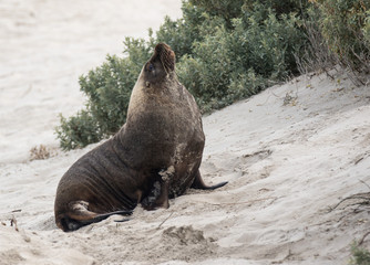 Obraz premium Australian sea lion, Neophoca cinerea, posing on the beach at Seal Bay, Kangaroo Island, South Australia, Australia.