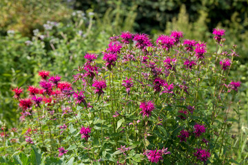 Monarda didyma (Scarlet beebalm)