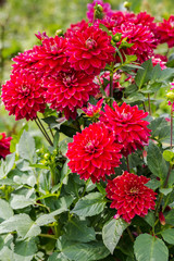 Red dahlia flower - Close up image with dahlia flower