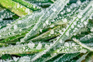 green wheat leaves with ice crystals macro 