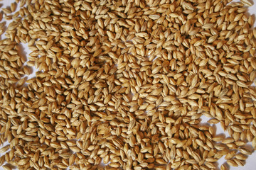 Malt seeds on white closeup