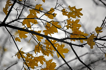 Herbst Hintergrund mit bunten, gelben, orangenen Blättern an Ast.