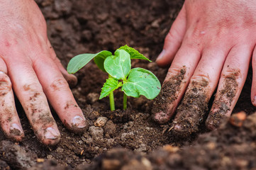 Man's hand planting cucumber seedling in humus ground.