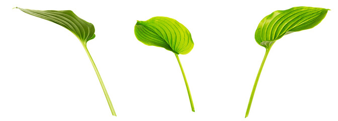 Hosta (plantain lily) leaves isolated on white background. Set of images. One leaf shot at different angles.