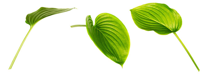 Hosta (plantain lily) leaves isolated on white background. Set of images. Beautiful green foliage. One leaf shot at different angles.