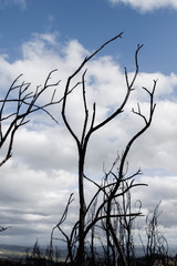 Burned trees corpses