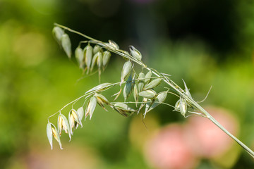 close-up wild oats