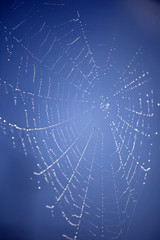 Weißes Spinnennetz mit Wassertropfen vor blauem Himmel als close up Silhouette