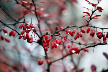 Rote, pinke Beeren und Früchte der Berberitze Pflanze mit abstrakten Wassertropfen im Herbst 