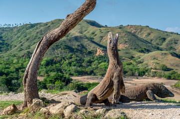 Komodo dragons.The Komodo dragon  stands on its hind legs and open mouth.  Scientific name: Varanus komodoensis. It is the biggest living lizard in the world. On island Rinca. Indonesia.