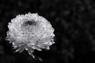 Chrysanthemum Flower in Black and White