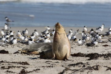 Australian sea lion, Neophoca cinerea, posing on the beach at Seal Bay, Kangaroo Island, South Australia, Australia.