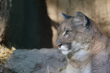 Puma Portrait