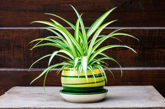 Chlorophytum comosum (also known spider plant) in a pot on the wooden fence background