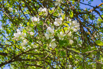 Flowering tree in the spring of white and pink flowers
