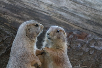 Meerkats cuddling