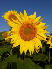 bright yellow sunflower against a blue sky