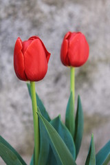 Tulipani rossi