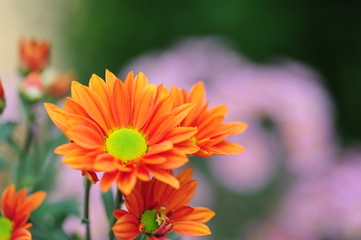 The beautiful chrysanthemums are in full bloom