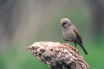 Bay winged Cowbird