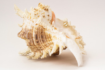 ocean shell on a light background