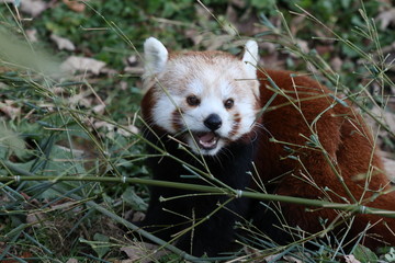 Red Panda