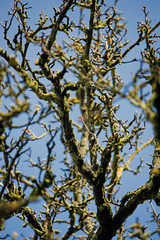 Zweige eines alten Baumes ragen wie ein grafisches Muster aus verzweigten Linien in den blauen Himmel