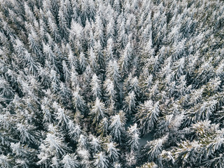 Szczyrk Las Zimą z powietrza - obrazy, fototapety, plakaty