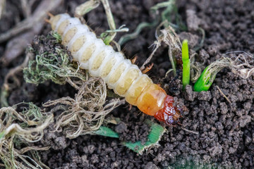 Larva of Zabrus tenebrioides Goeze is a species of black ground beetle (Carabidae). A pest in soil 