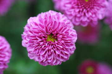 The beautiful chrysanthemums are in full bloom