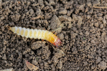 Larva of Zabrus tenebrioides Goeze is a species of black ground beetle (Carabidae). A pest in soil 