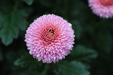 The beautiful chrysanthemums are in full bloom