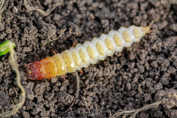 Larva of Zabrus tenebrioides Goeze is a species of black ground beetle (Carabidae). A pest in soil 