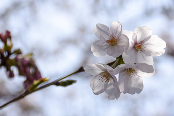 小さい桜４