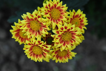 The beautiful chrysanthemums are in full bloom